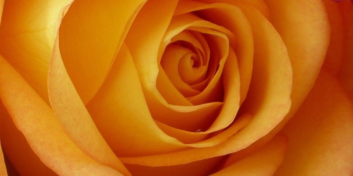 2048x2732 Peach Rose Wallpaper - iPhone, Android & Desktop Backgrounds