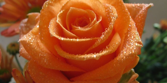 1600x1200 Orange Rose Pictures For Wallpaper | flowers for flower lovers