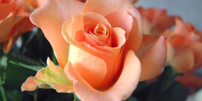 1024x768 Desktop Wallpapers » Flowers Backgrounds » Peach Rose » www