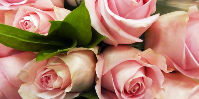1920x1440 Background,wallpaper,flower,flowers,floral - free photo from needpix.com
