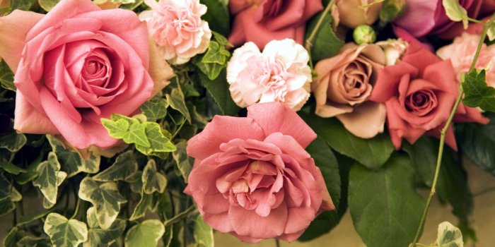 1600x1200 Peach Roses Wallpaper Hd (#358189) - HD Wallpaper Download