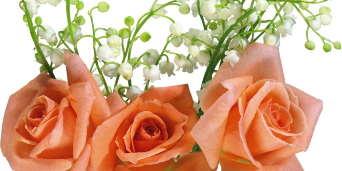 1860x1560 Peach roses screenshot HD wallpaper | Wallpaper Flare