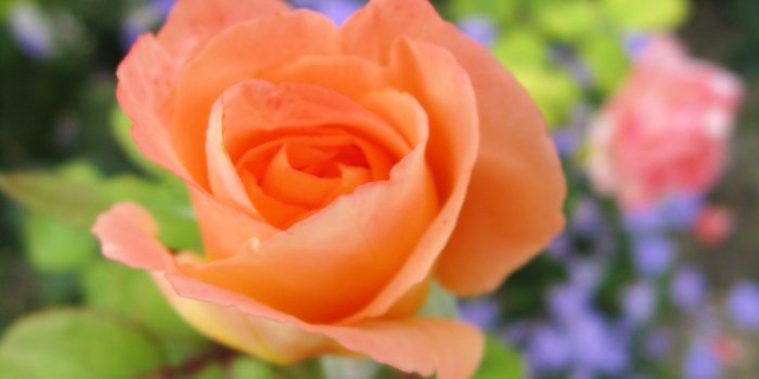 1600x1200 Peach Rose