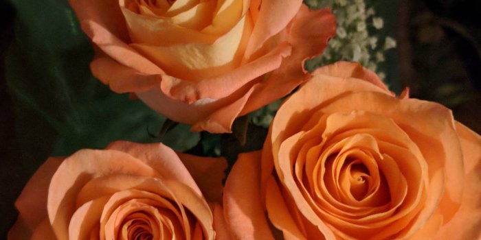 1201x1280 Peach roses Wallpaper by all96046 - 2f - Free on ZEDGE™