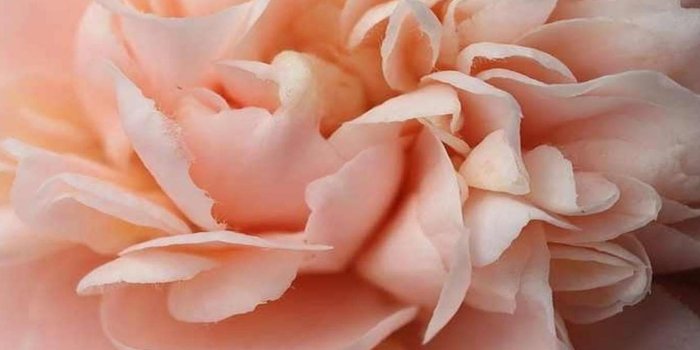 1920x1200 41+] Peach Flowers Wallpaper on WallpaperSafari