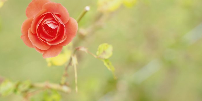3840x2160 Wallpaper Peach Rose, Macro, 4K, Flowers, #3371