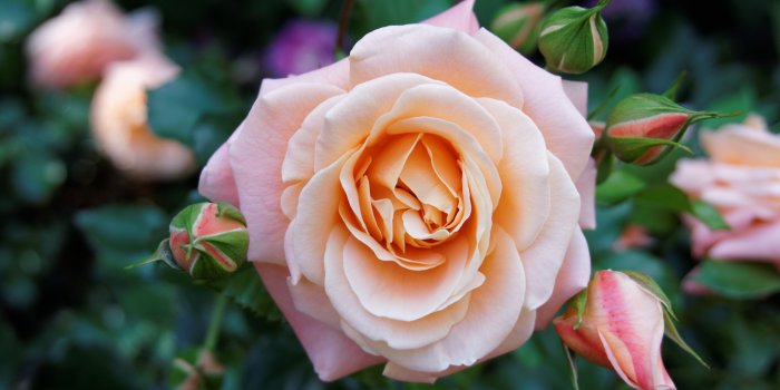 6000x4000 peach rose flower free image | Peakpx