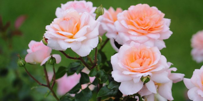 2560x1440 Peach rose bush wallpaper - Flower wallpapers - #22473
