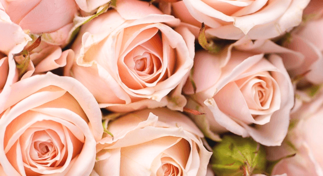 640x1280 art, background, beautiful, beauty, camera, design, flowers