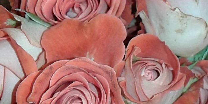 720x1280 Peach roses Wallpaper by Emmaspams - 36 - Free on ZEDGE™