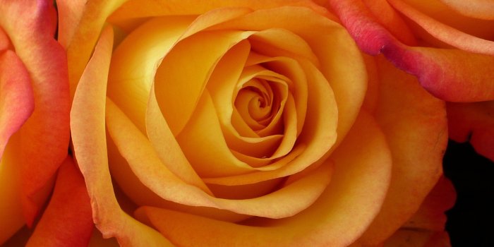 3840x2160 64+ Roses Screensaver Wallpapers on WallpaperPlay