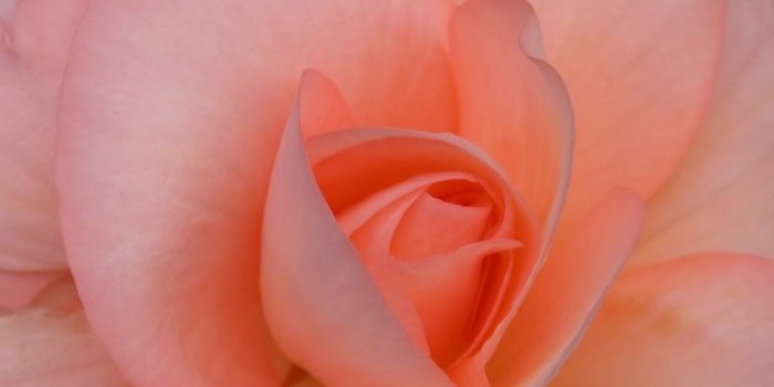 1024x768 Hottest Wallpapers: Rose Wallpapers