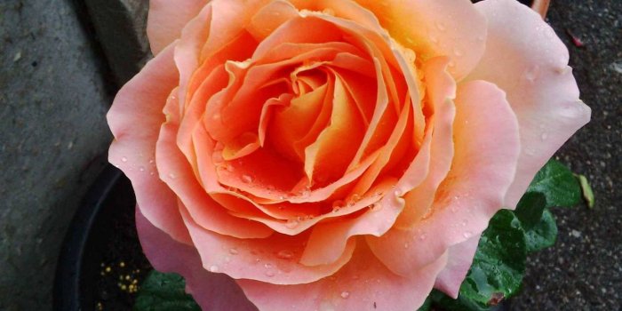 1280x1280 Peach rose Wallpaper by Vicious71 - db - Free on ZEDGE™