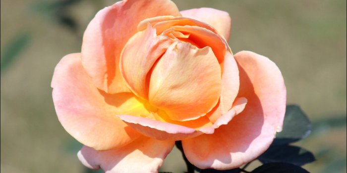 2947x1985 different colour roses photos « Wallpaper Tadka