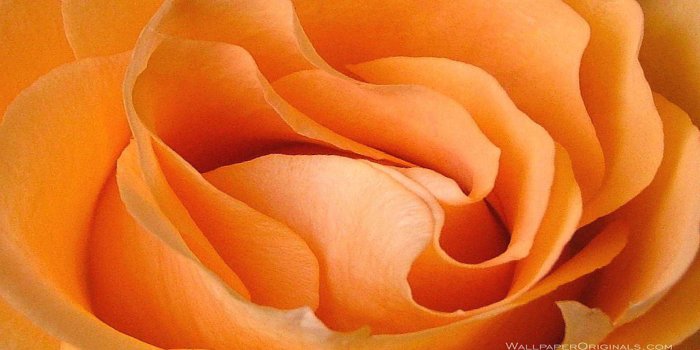 1920x1080 16 Free Online Rose Wallpapers