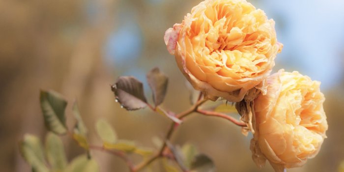 2560x1600 Peach Roses ❤ 4K HD Desktop Wallpaper for 4K Ultra HD TV • Tablet