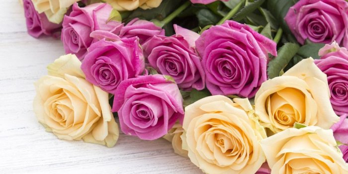 1024x768 Roses Wallpaper #140
