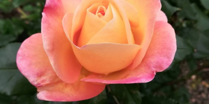 960x1280 Peach Rose Wallpaper by thaeden1 - bb - Free on ZEDGE™