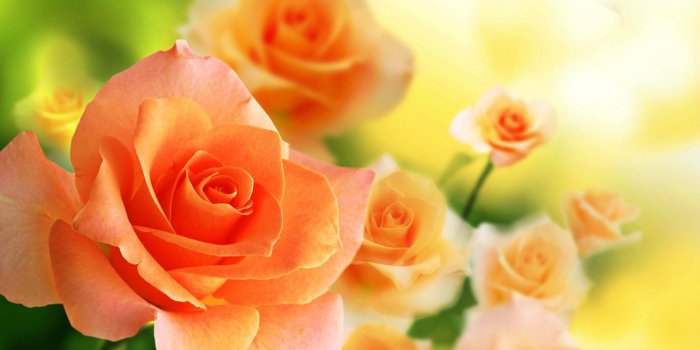 3840x2160 Orange Roses Wallpapers