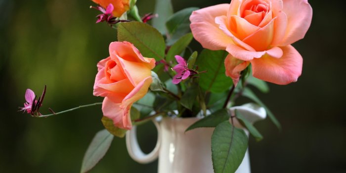 3000x2080 Peach Rose flower centerpiece in closeup photo HD wallpaper