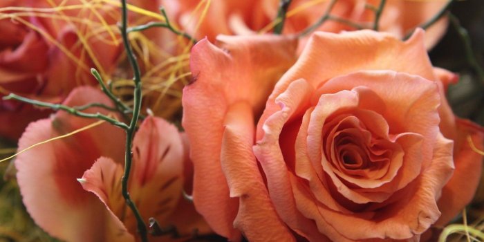 1280x1024 Pretty in Peach - Roses Wallpaper (25517264) - Fanpop