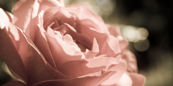 1920x1080 Peach Rose Live Wallpaper for Android - APK Download