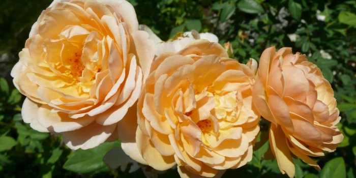 2129x1200 MLeWallpapers.com - Trio of Peach Roses