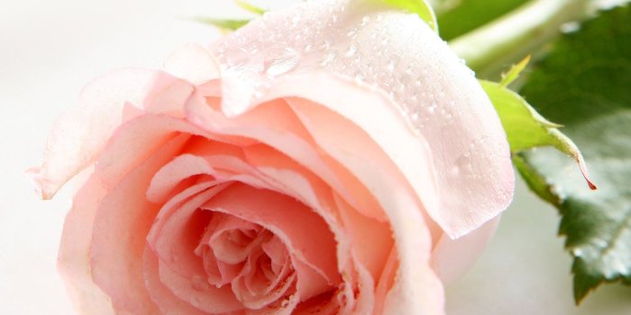 2560x1600 Pink Rose Pictures download free