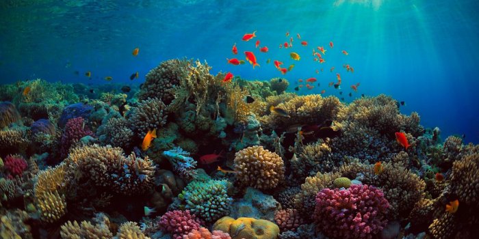 1920x1080 57+ Coral Reef Wallpapers on WallpaperPlay