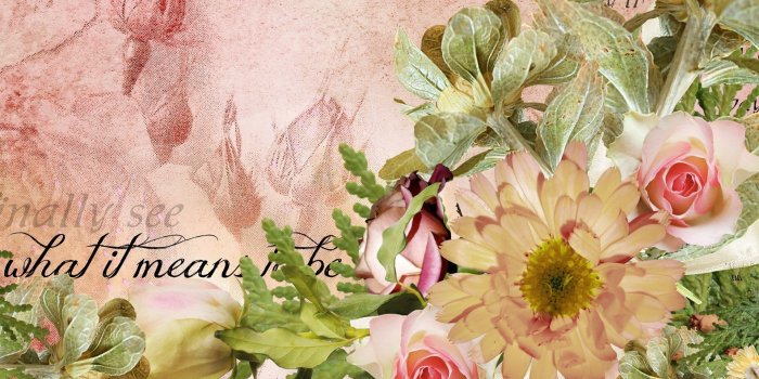 1920x1080 Summer Roses Means Love Spring Leaves Romantic Peach Flowers Flower