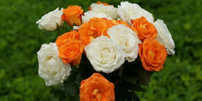 1600x1200 Orange Rose Pictures For Wallpaper | Tropical roses - red, pink