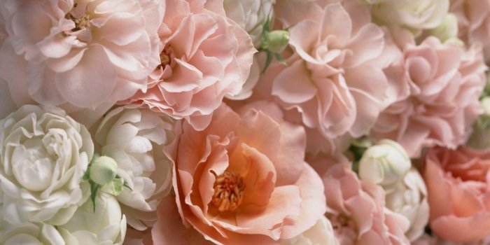 1024x768 Peach Tag wallpapers: Tree Peach Nature Spring Flower Desktop