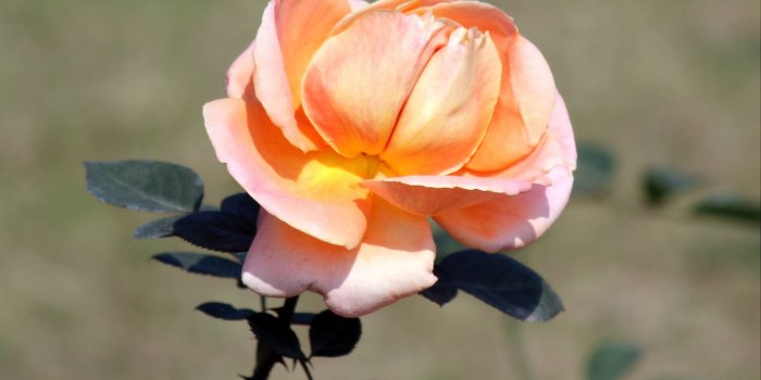 2956x1972 Peach Rose Flower « Wallpaper Tadka
