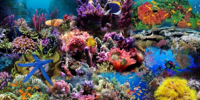 1920x1080 Coral Reef Wallpaper, wallpaper, Coral Reef Wallpaper hd wallpaper