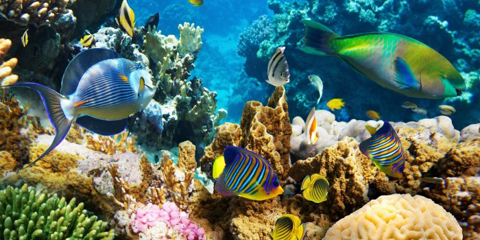 3840x2160 57+ Coral Reef Wallpapers on WallpaperPlay