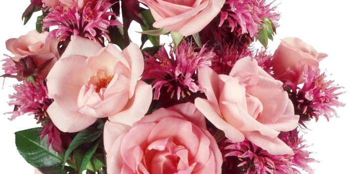 2000x1680 Peach Rose flowers HD wallpaper | Wallpaper Flare