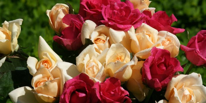 3200x1200 Roses - Dual monitor wallpapers