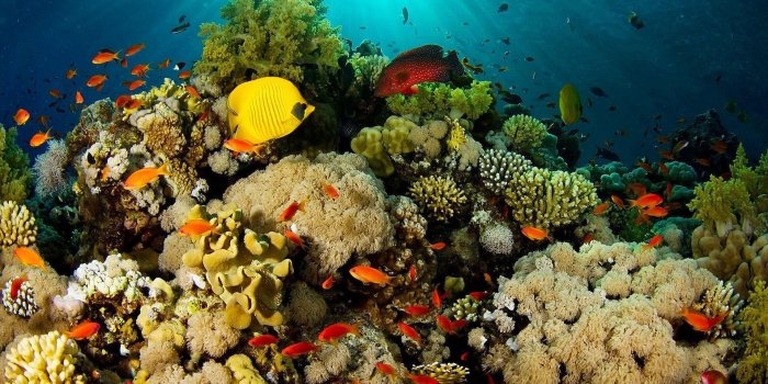 1920x1200 Coral Reef Wallpapers