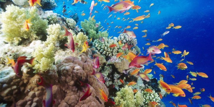 1920x1200 57+ Coral Reef Wallpapers on WallpaperPlay