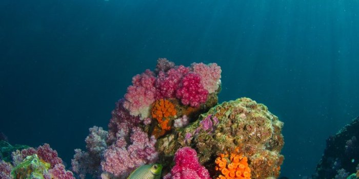 1000x1500 Coral Reef Pictures [HQ] | Download Free Images & Stock Photos on