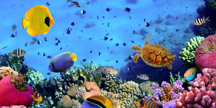 1920x1080 Coral Reef Wallpaper HD (65+ images)