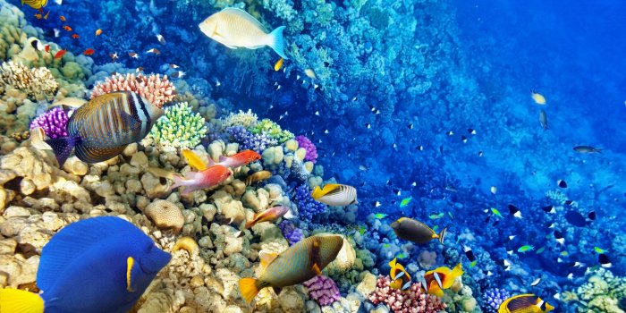 3840x2160 Coral Reef 4K Wallpapers - Top Free Coral Reef 4K Backgrounds