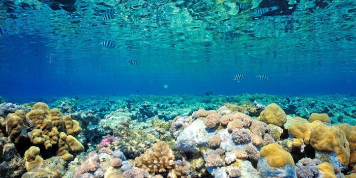 1600x1200 coralreef | coral reef wallpaper hd 2 1600×1200 | under the sea