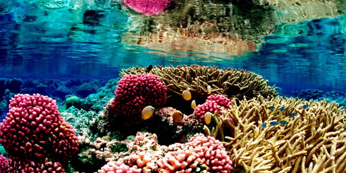 4096x2400 Coral Reef 4K Wallpapers - Top Free Coral Reef 4K Backgrounds