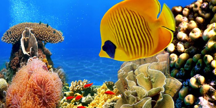 2560x1440 Coral Reef Wallpapers