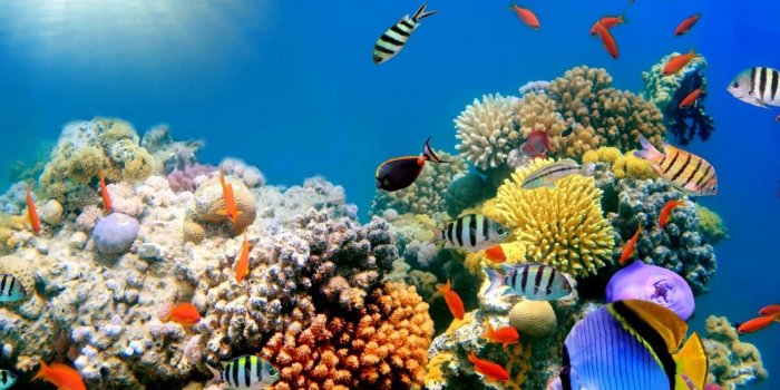 1600x900 Coral Reefs Wallpapers HD Widescreen : Desktop Backgrounds 1600×900
