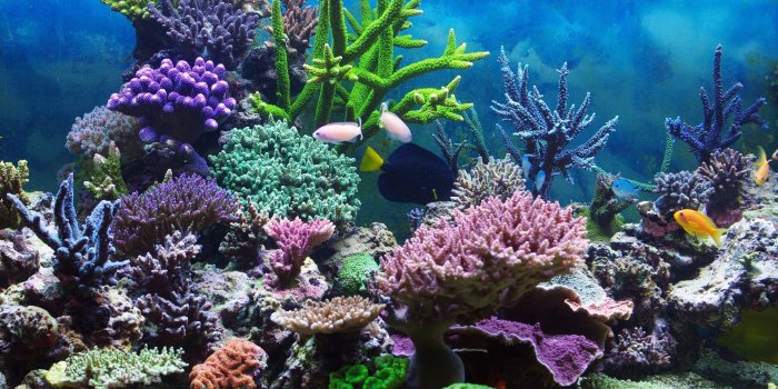 1920x1080 57+ Coral Reef Wallpapers on WallpaperPlay