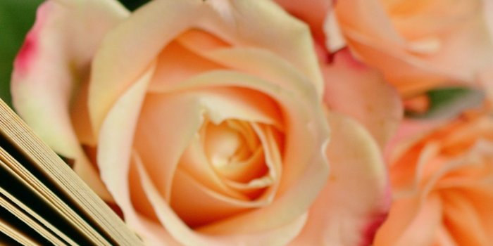 1080x1920 Orange Rose iPhone Wallpapers - Top Free Orange Rose iPhone