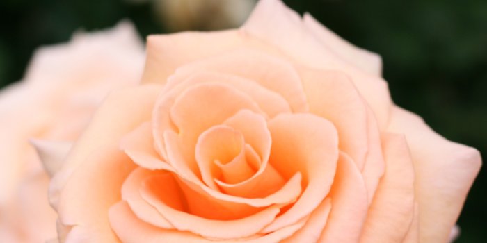 2592x3888 14 Rose Color Meanings - What Do the Colors of Roses Mean for