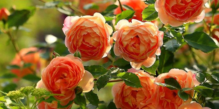 1920x1080 Garden Wallpapers Hd - Peach Flower Garden Picture Garden Background